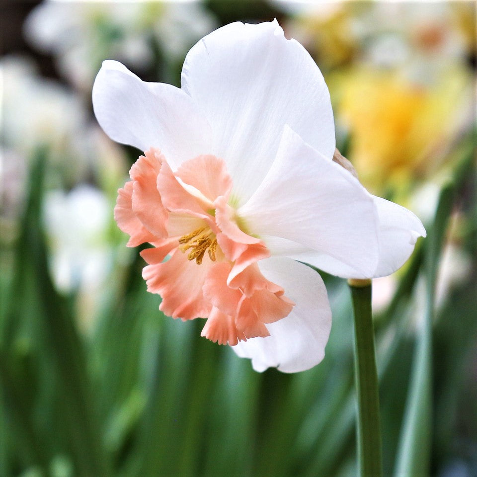 Narcissus - Daffodil Precocious