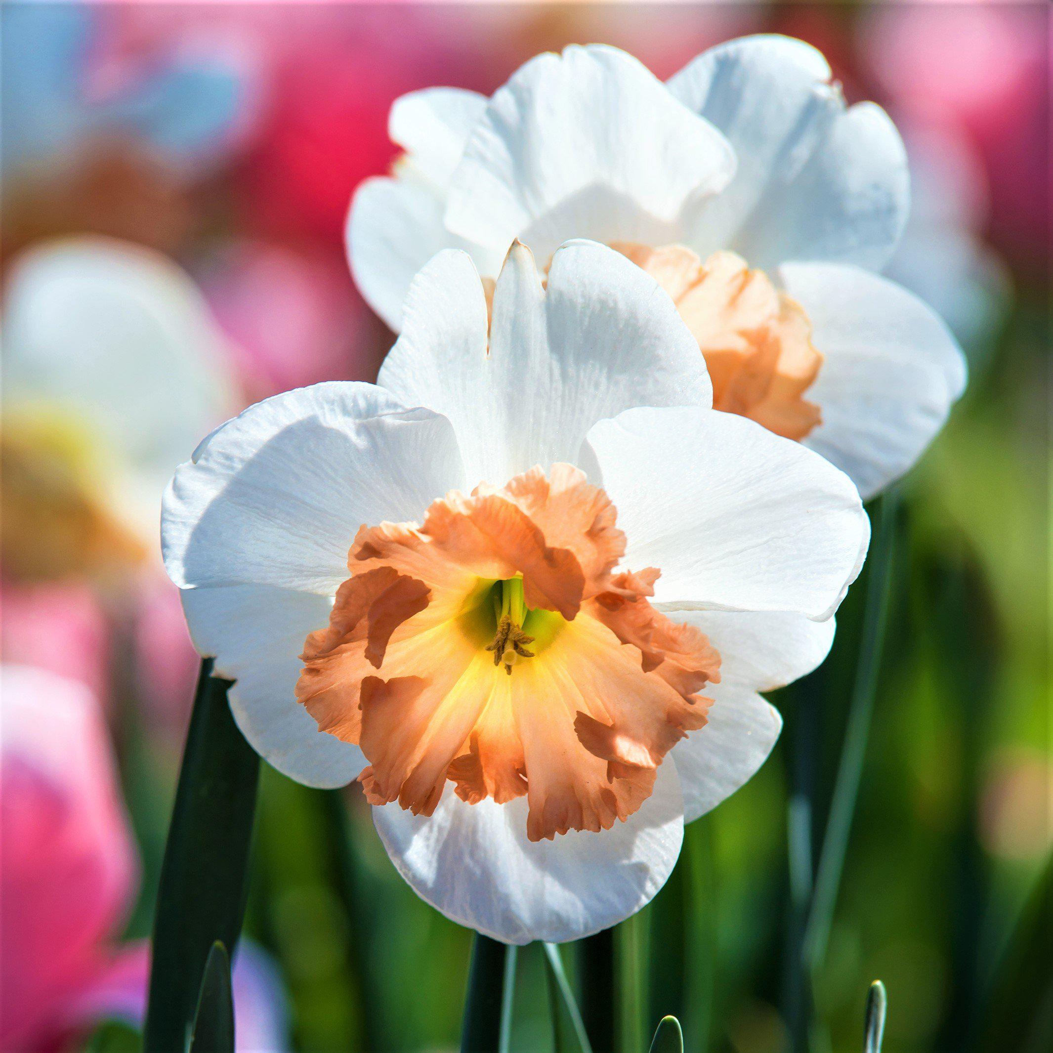 Narcissus - Daffodil Precocious