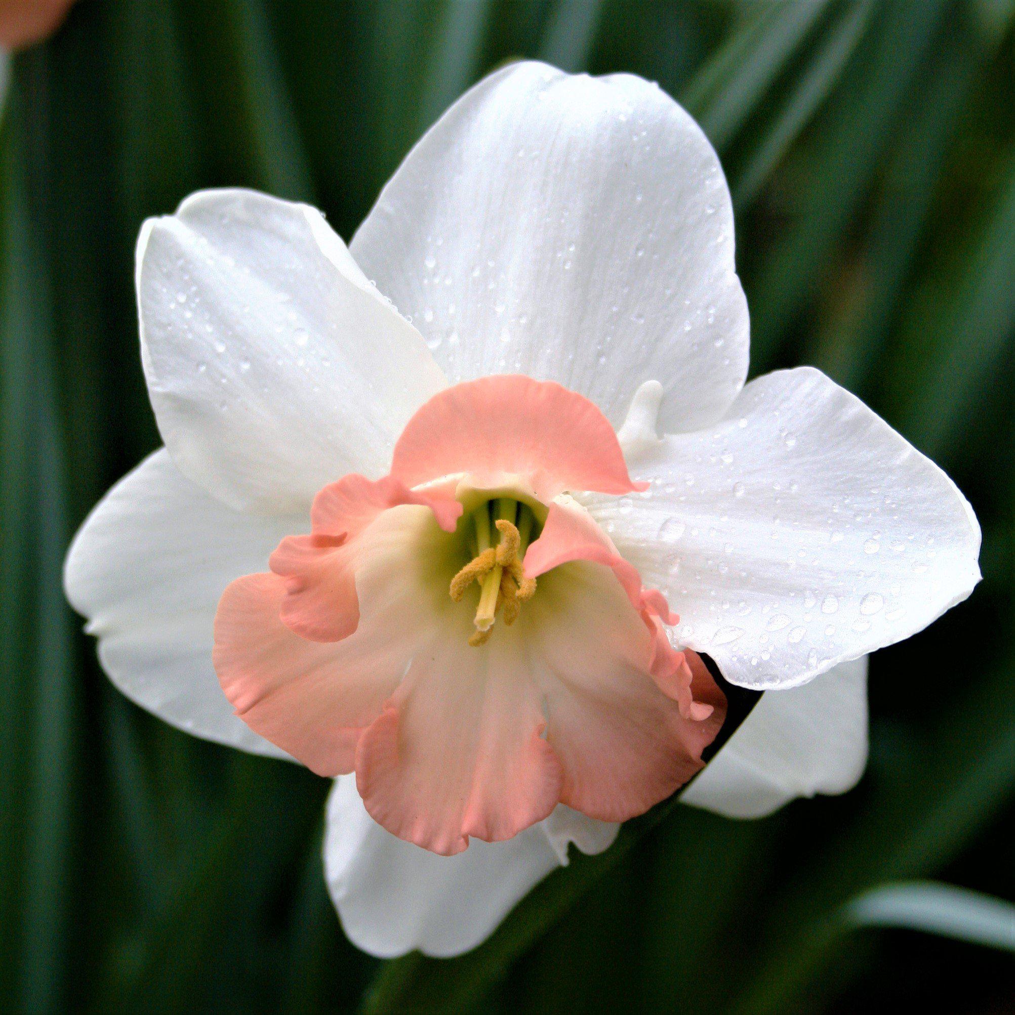 Narcissus - Daffodil Precocious