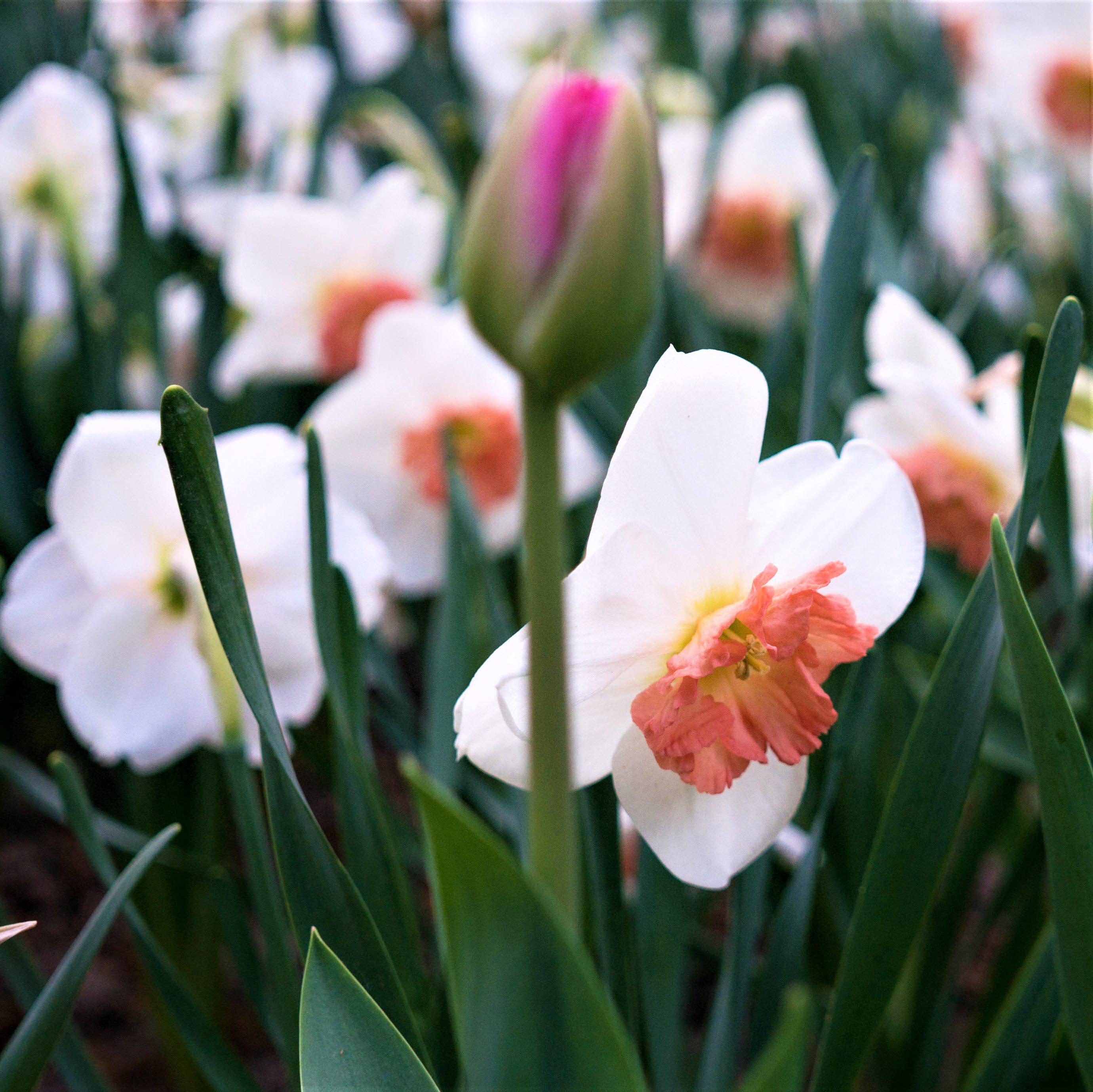 Narcissus - Daffodil Precocious