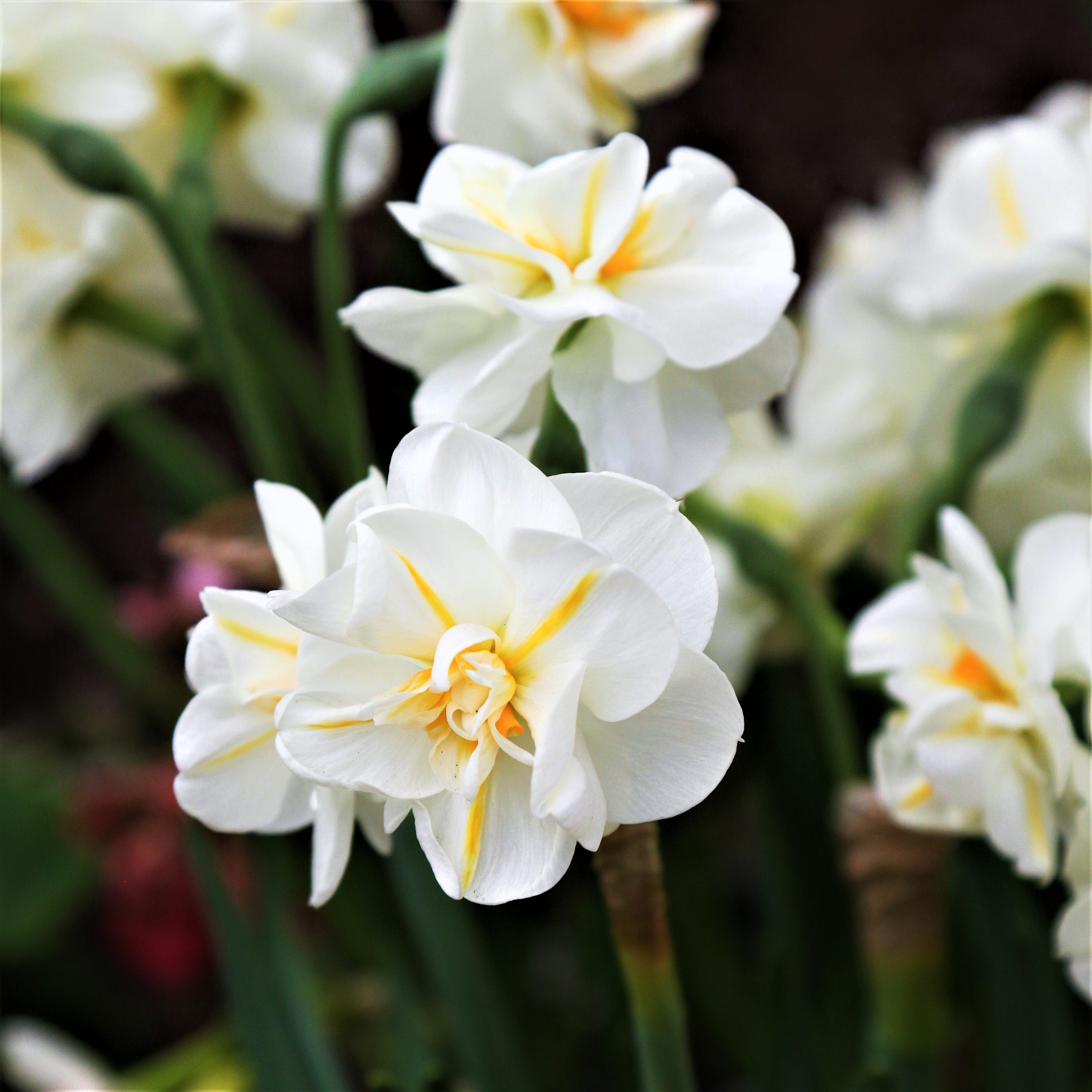 Daffodil & Tulip - Spring Romance Blend