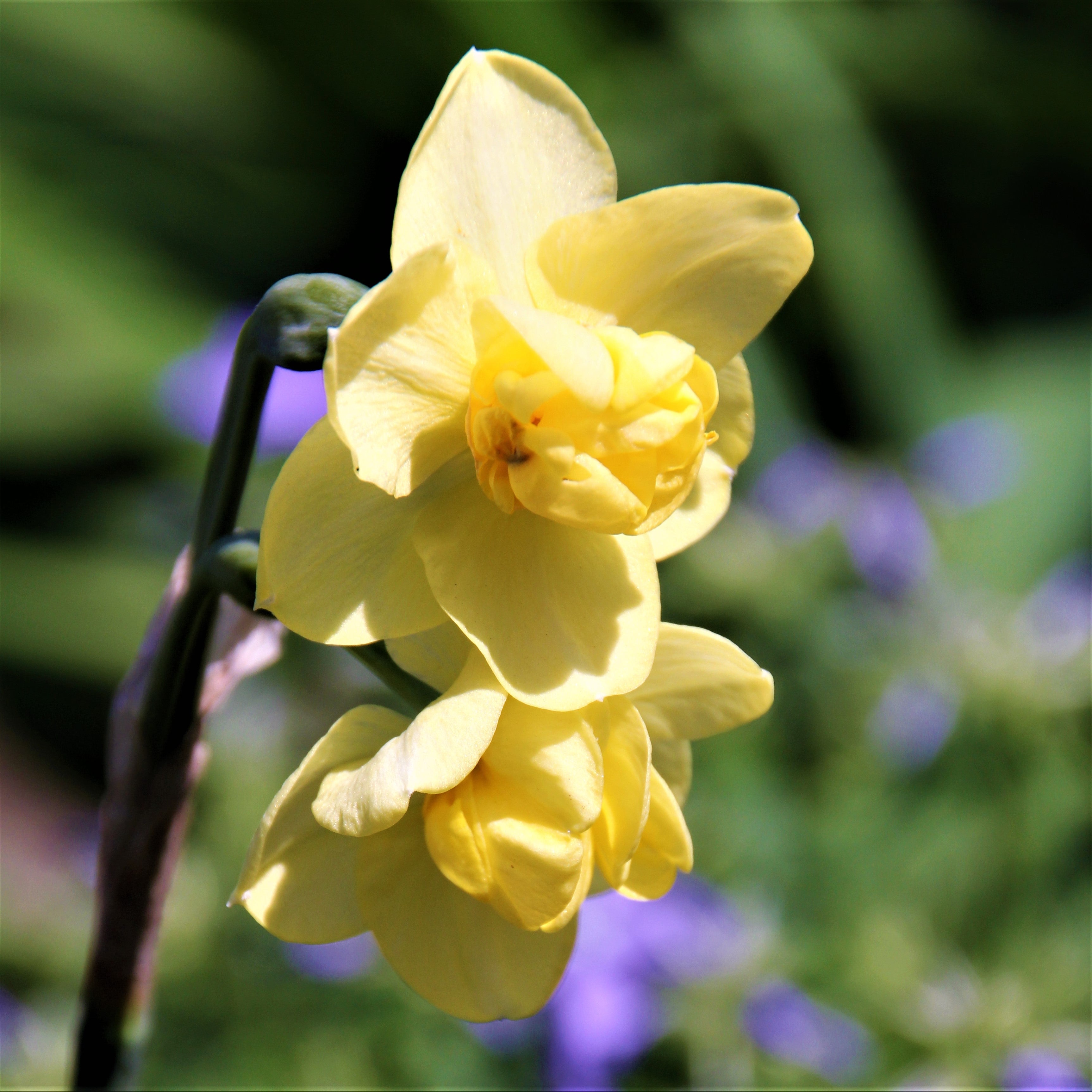Daffodil & Tulip - Chocolate & Vanilla Blend