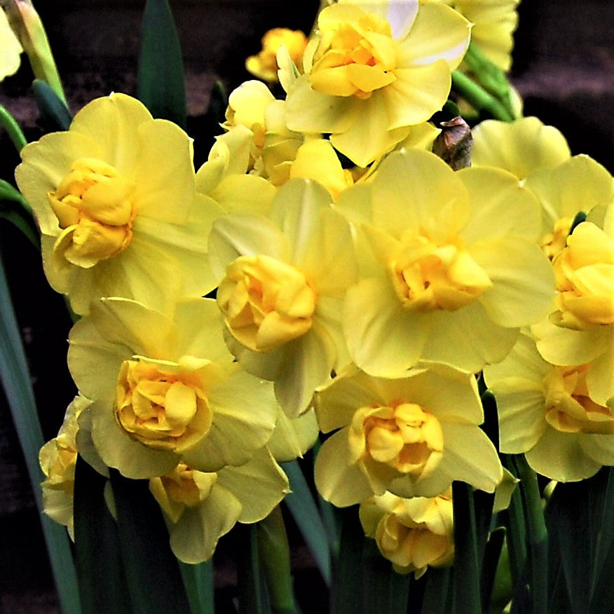 Daffodil & Tulip - Chocolate & Vanilla Blend