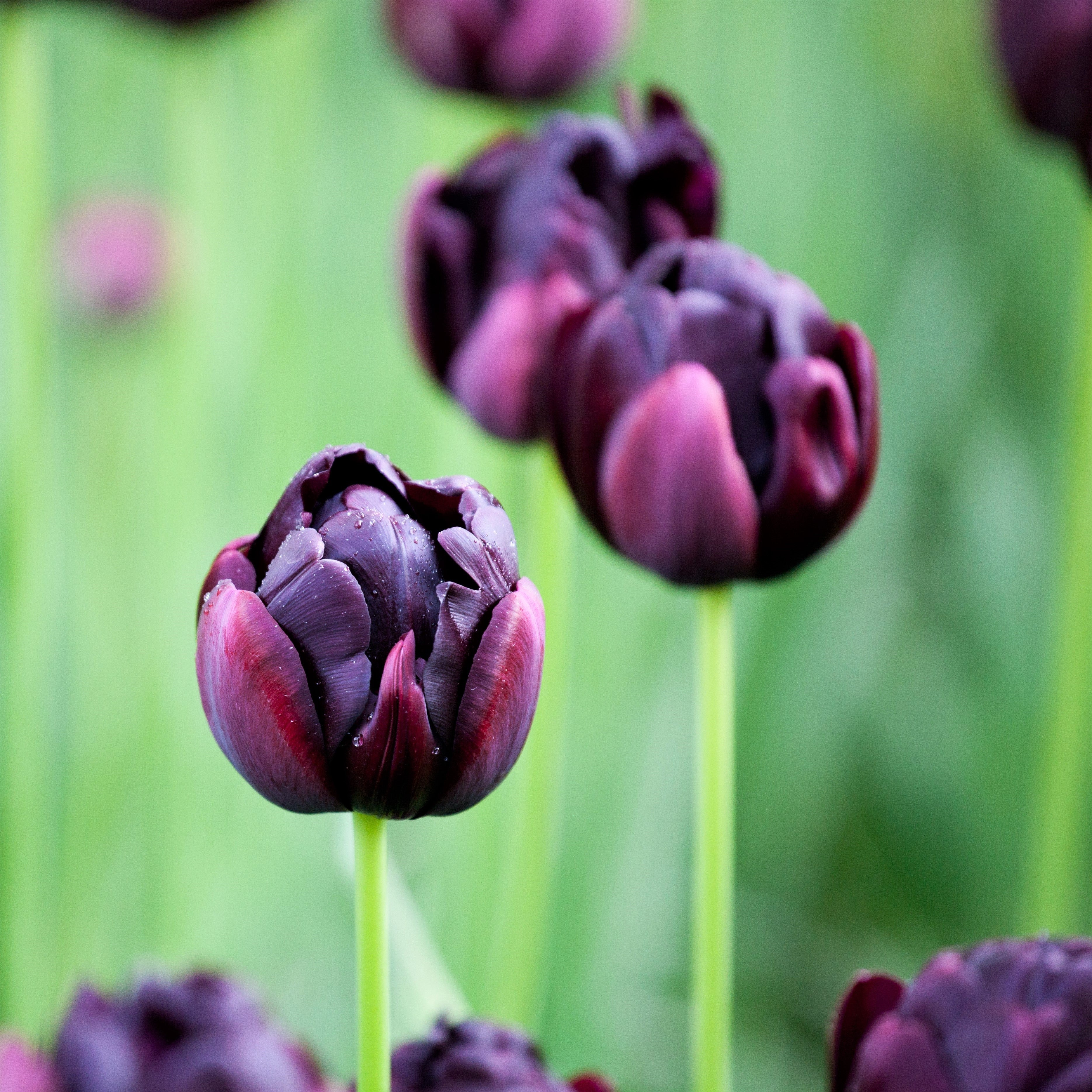 Daffodil & Tulip - Chocolate & Vanilla Blend