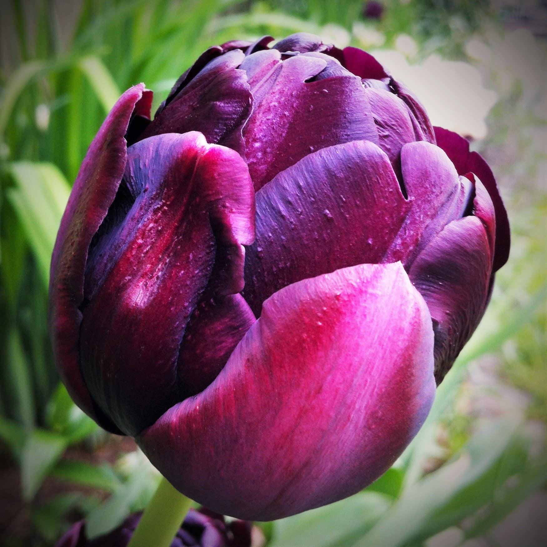 Daffodil & Tulip - Chocolate & Vanilla Blend