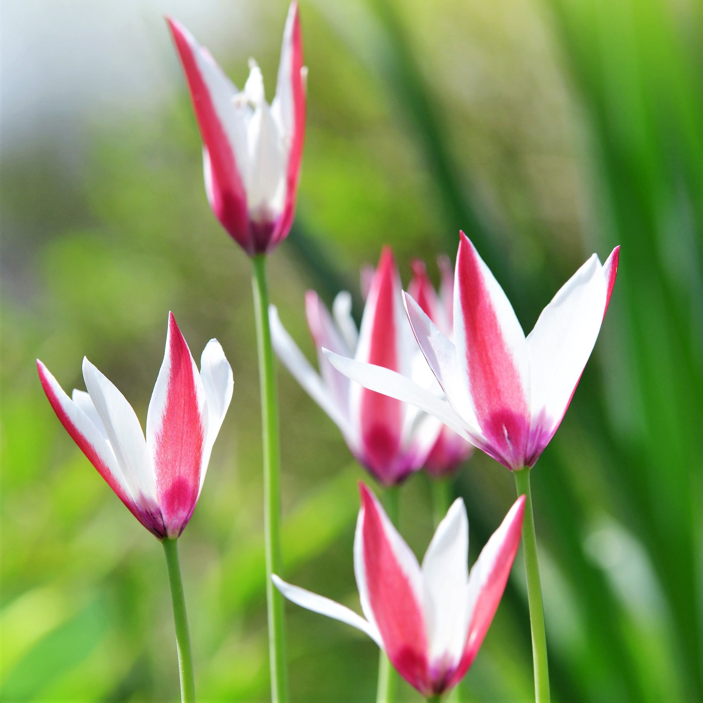 Tulip - Clusiana Lady Jane