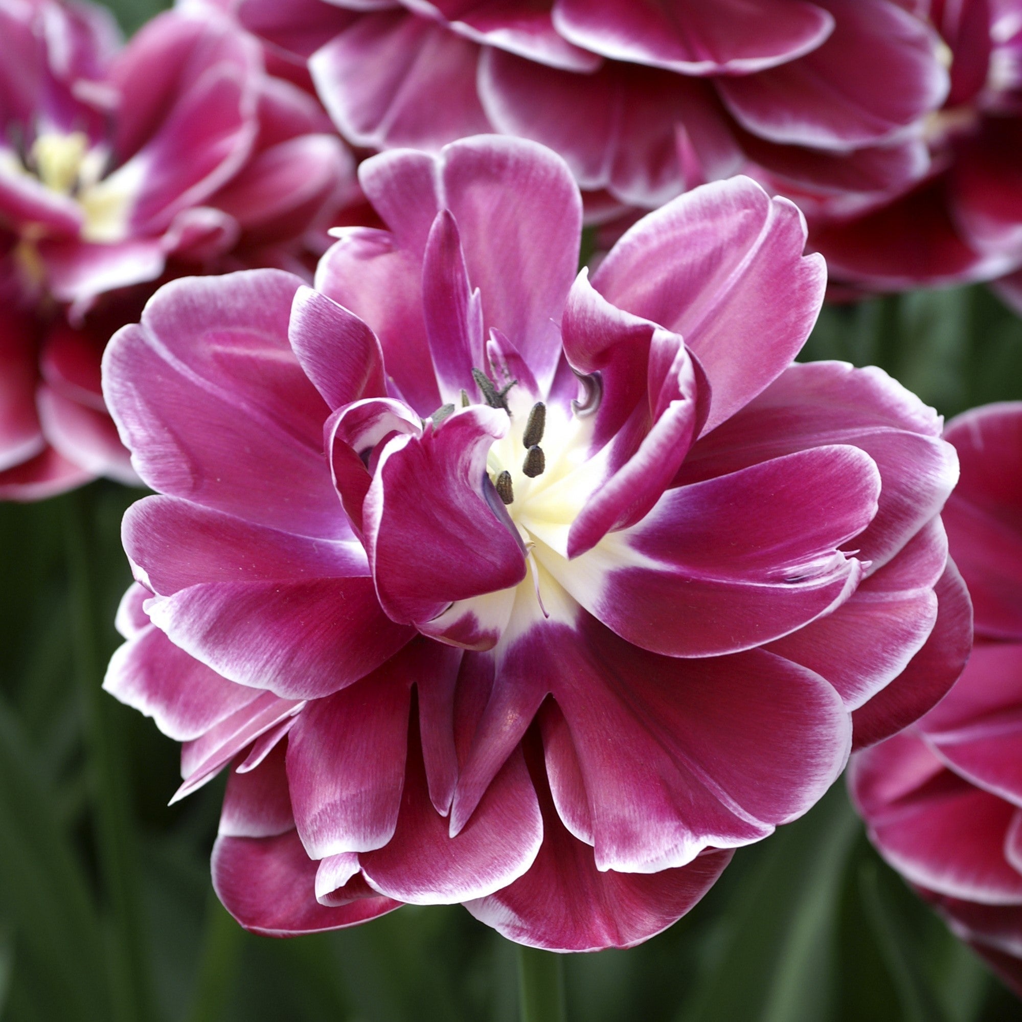 Tulip - Dream Touch