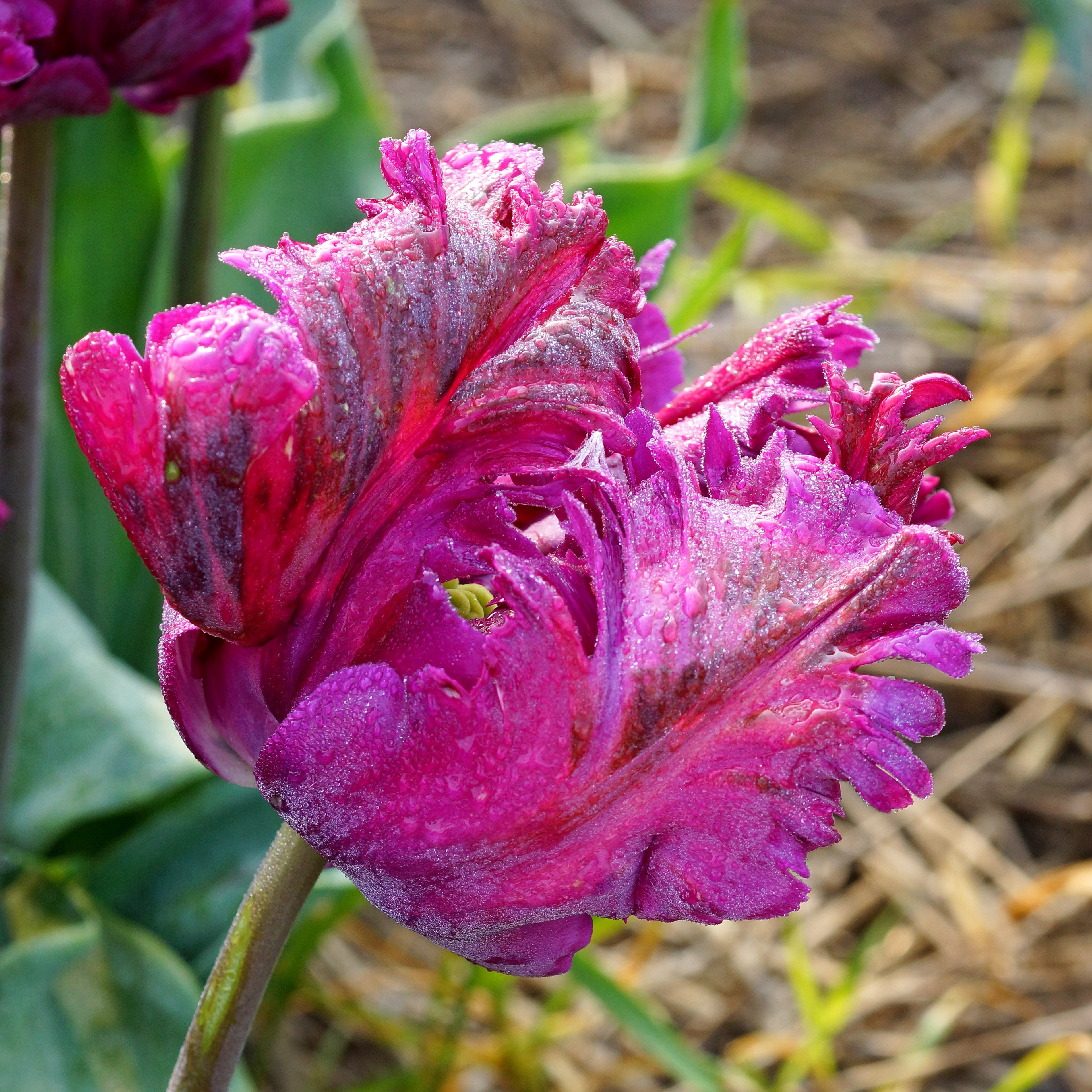 Tulip - Negrita Parrot