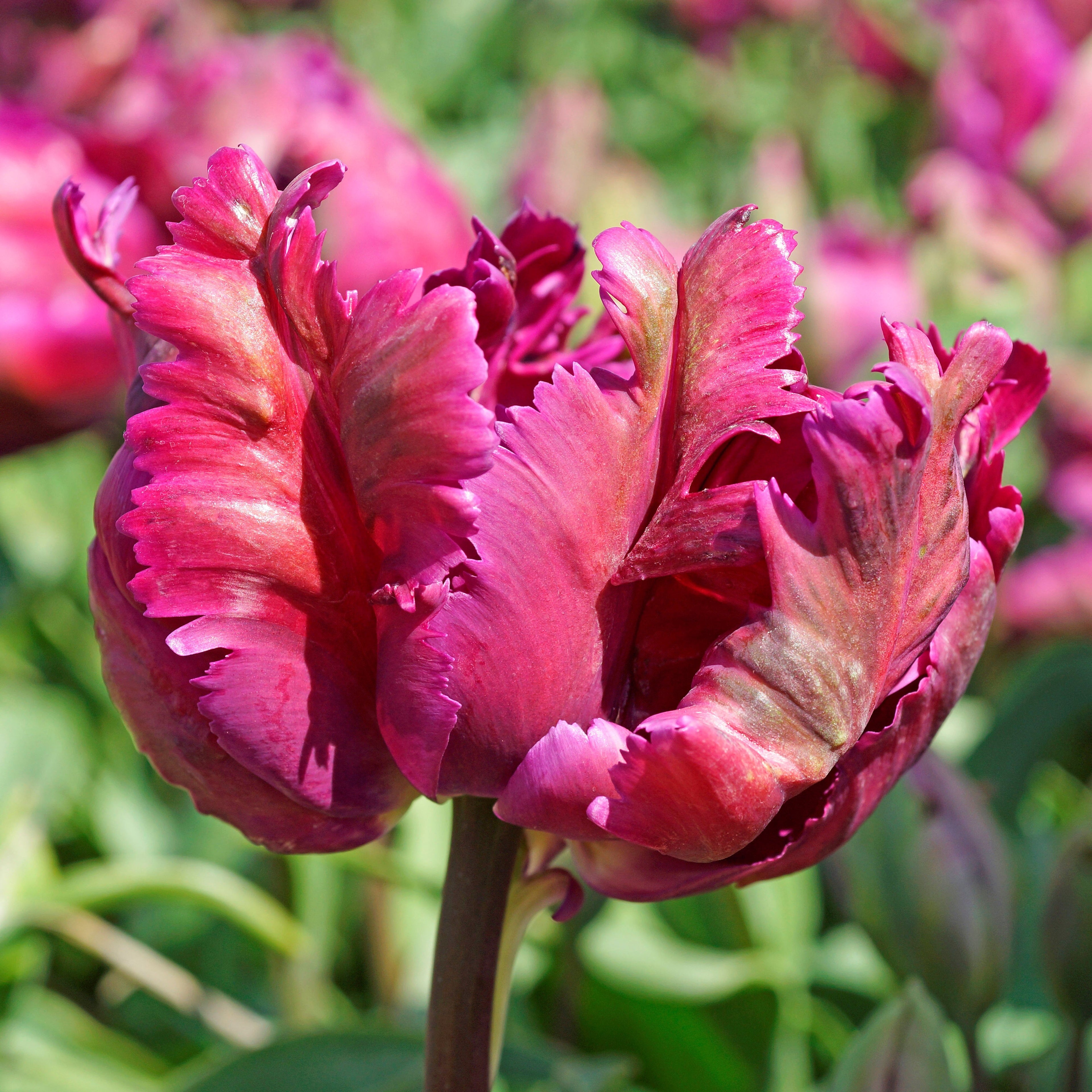 Tulip - Negrita Parrot