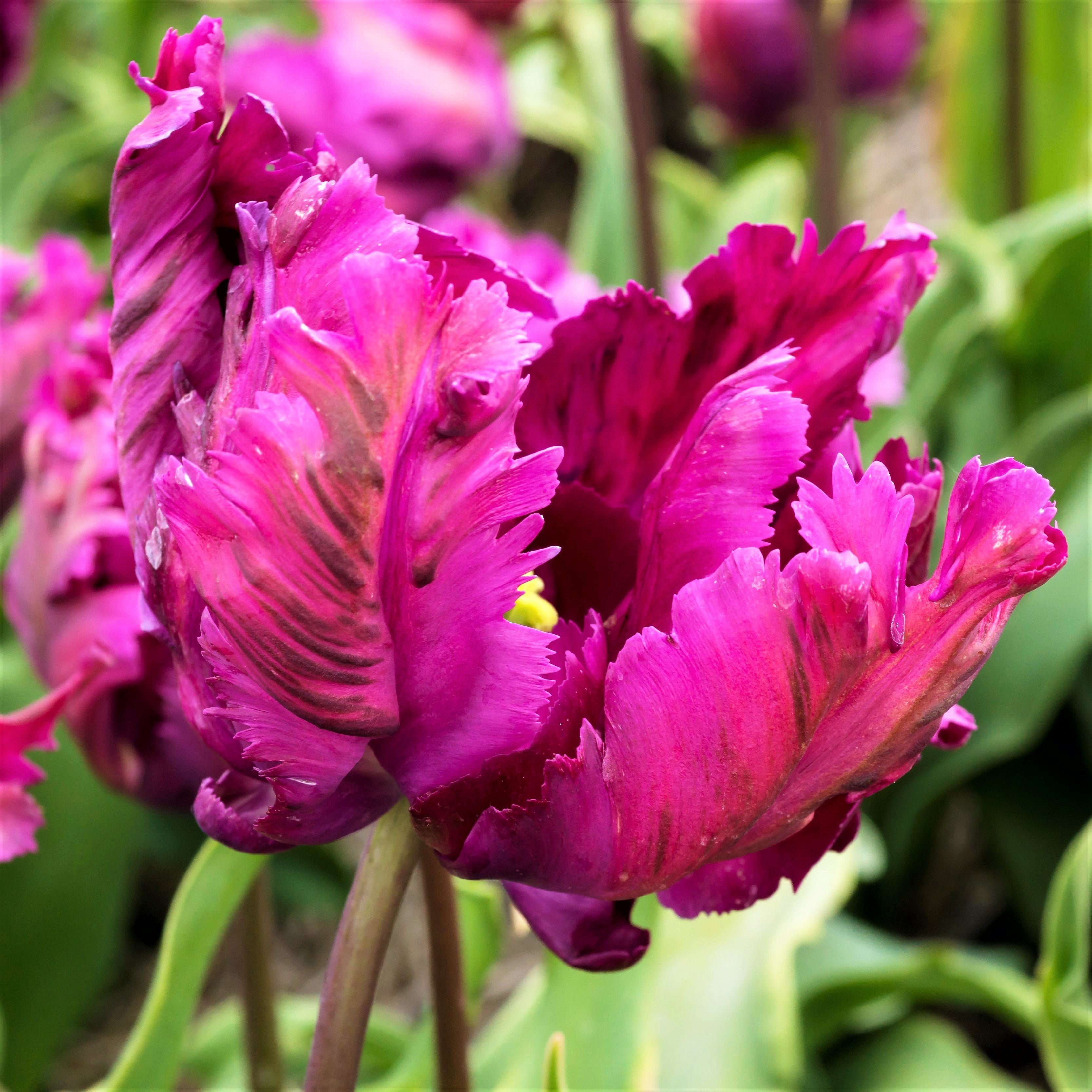 Tulip - Negrita Parrot
