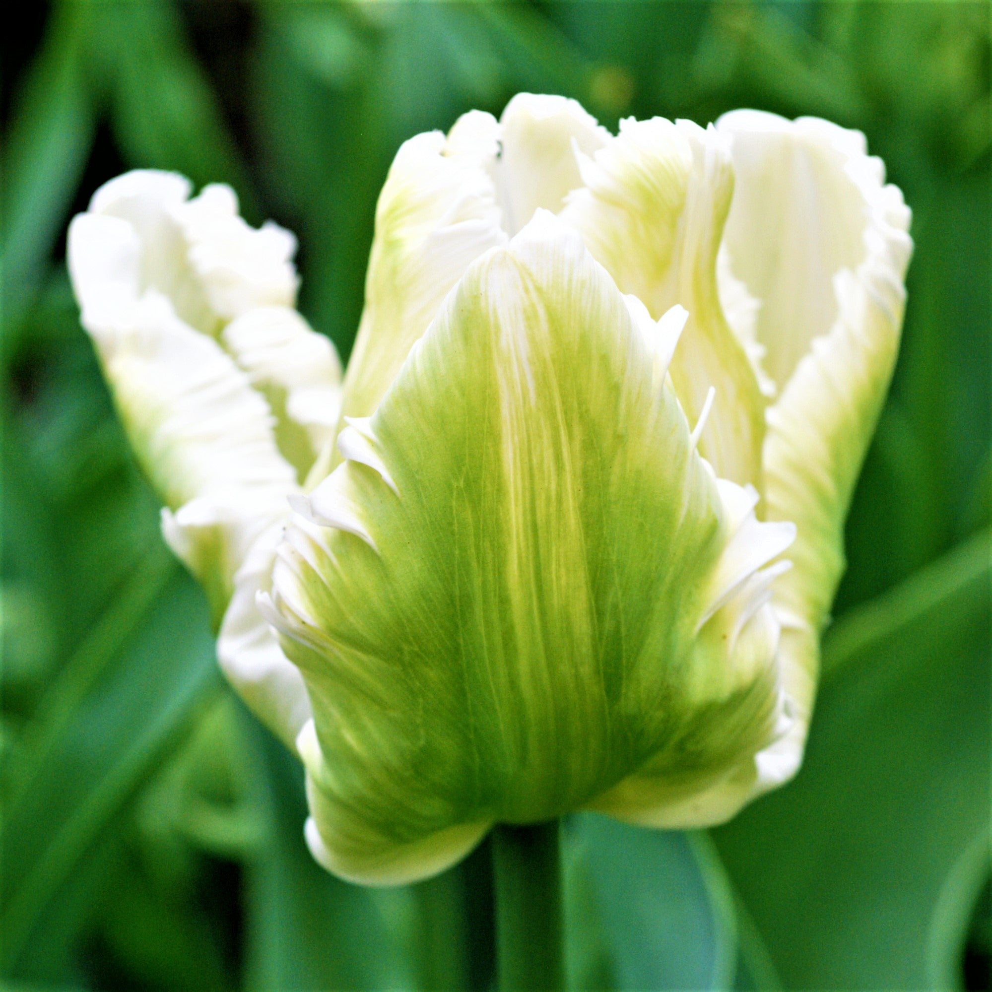 Tulip - White Parrot