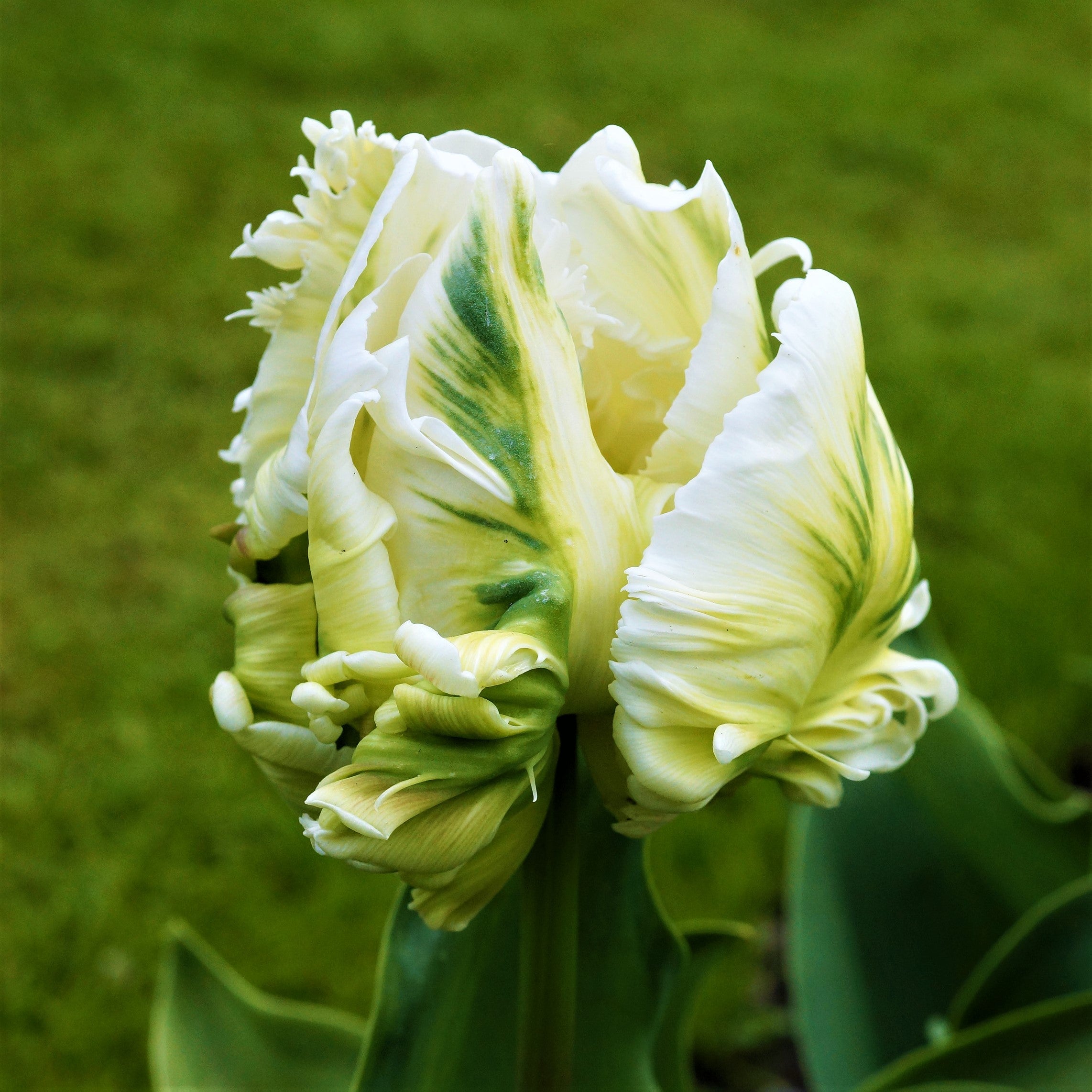 Tulip - White Parrot