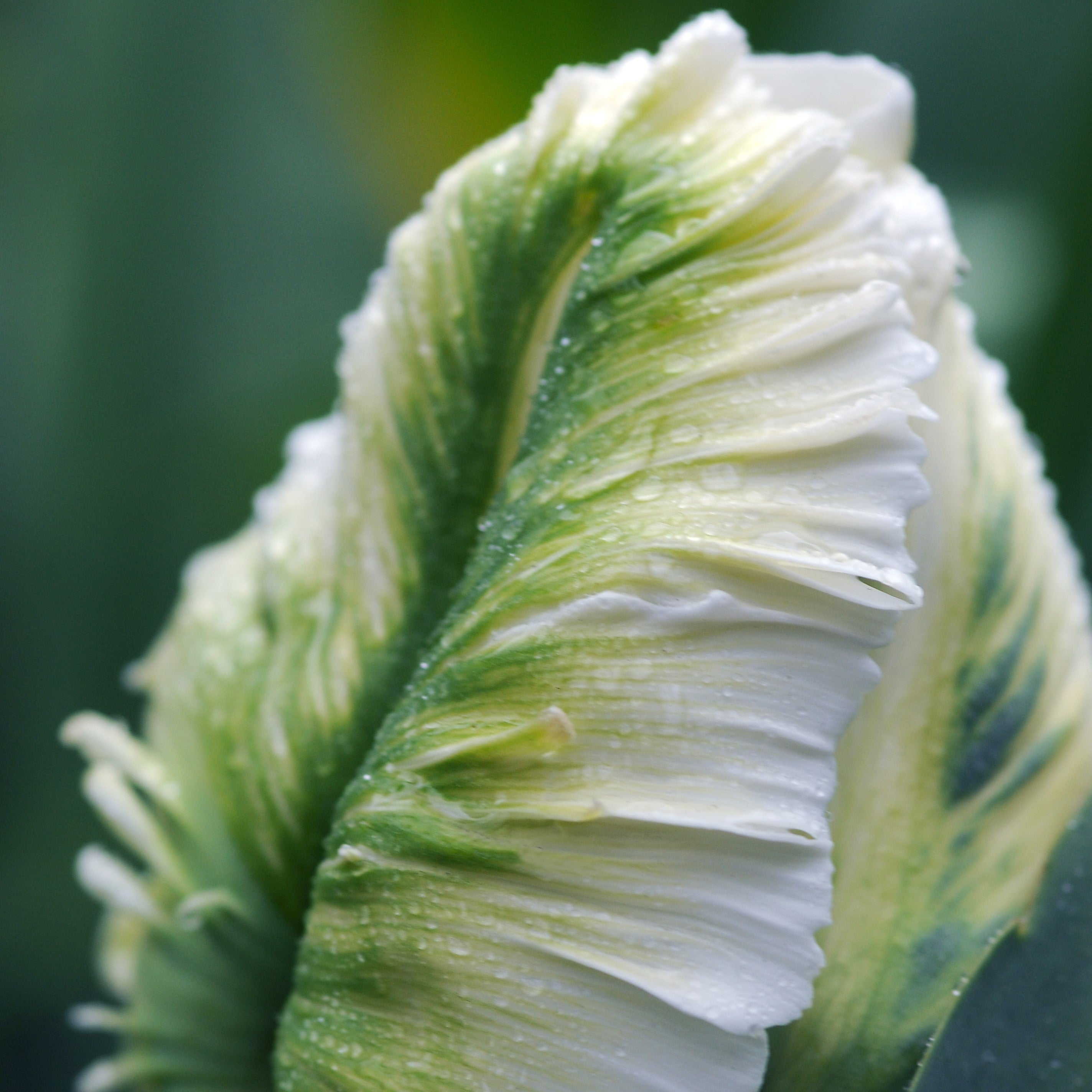 Tulip - White Parrot
