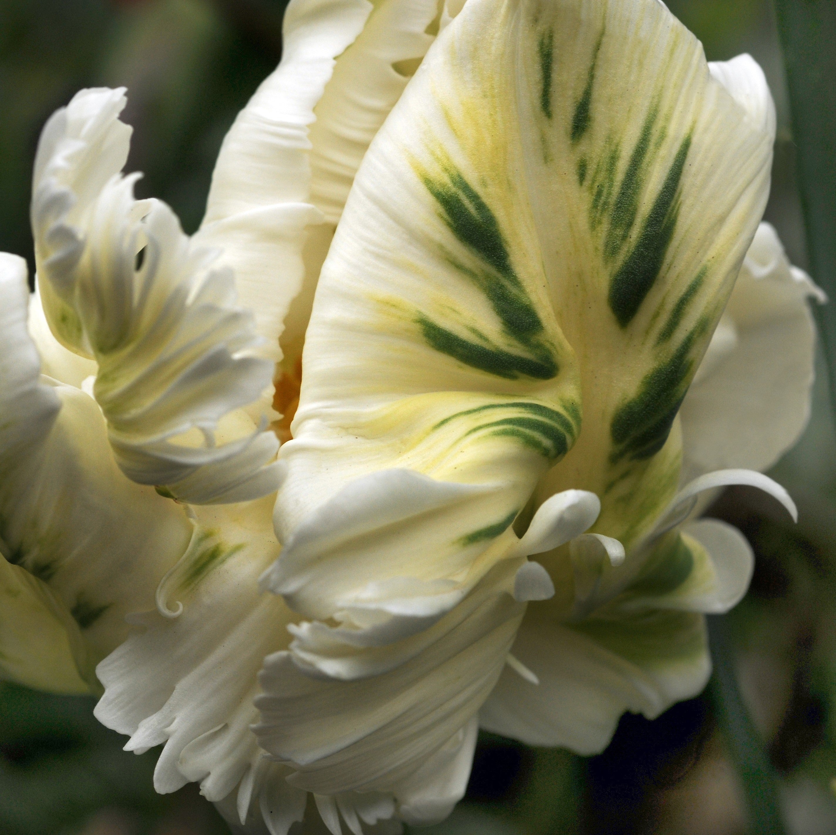 Tulip - White Parrot
