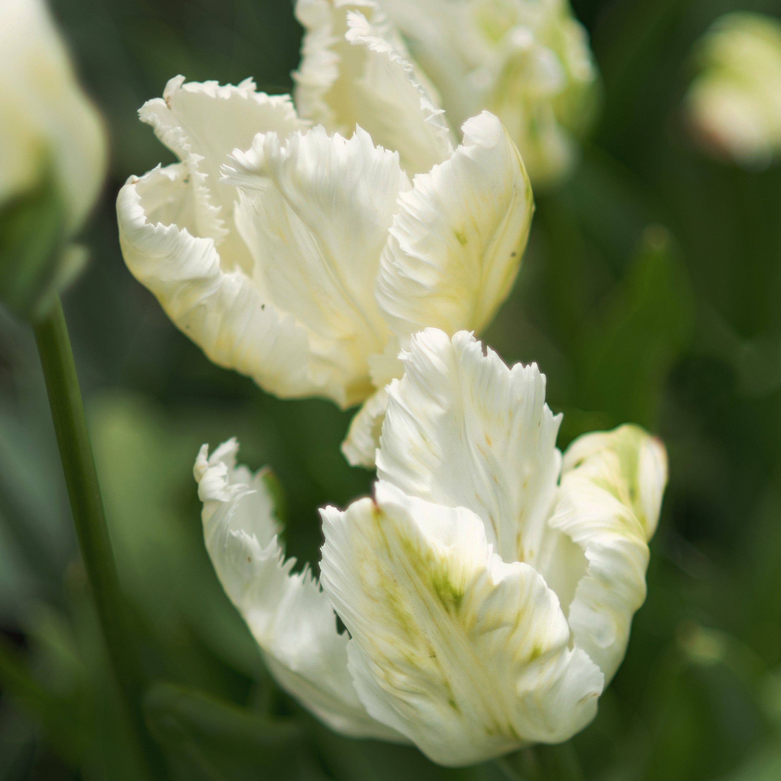 Tulip - White Parrot