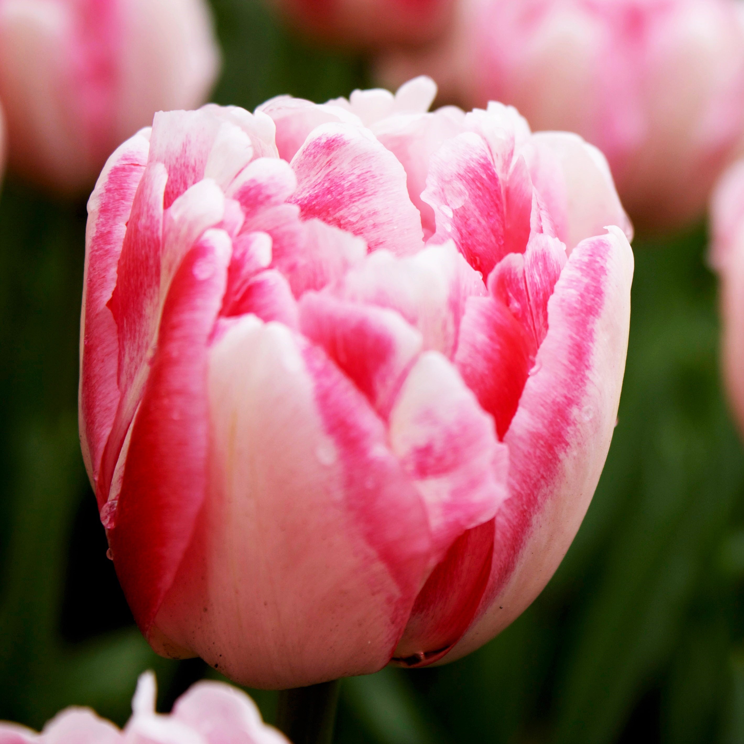 Tulip - Foxtrot