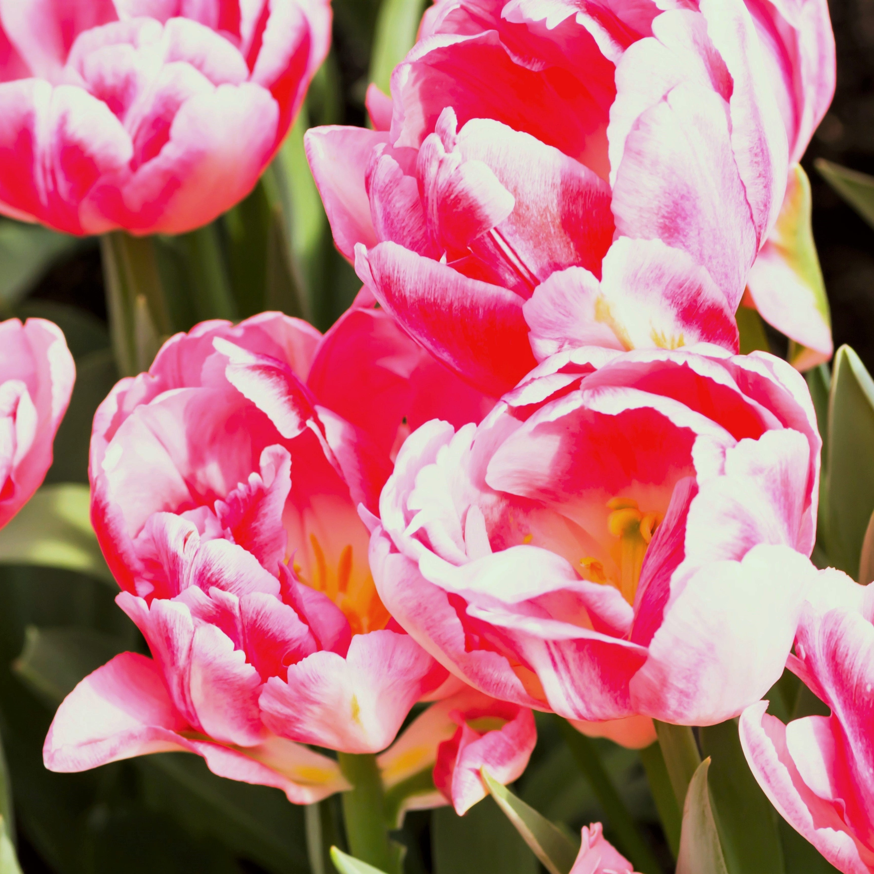 Tulip - Foxtrot