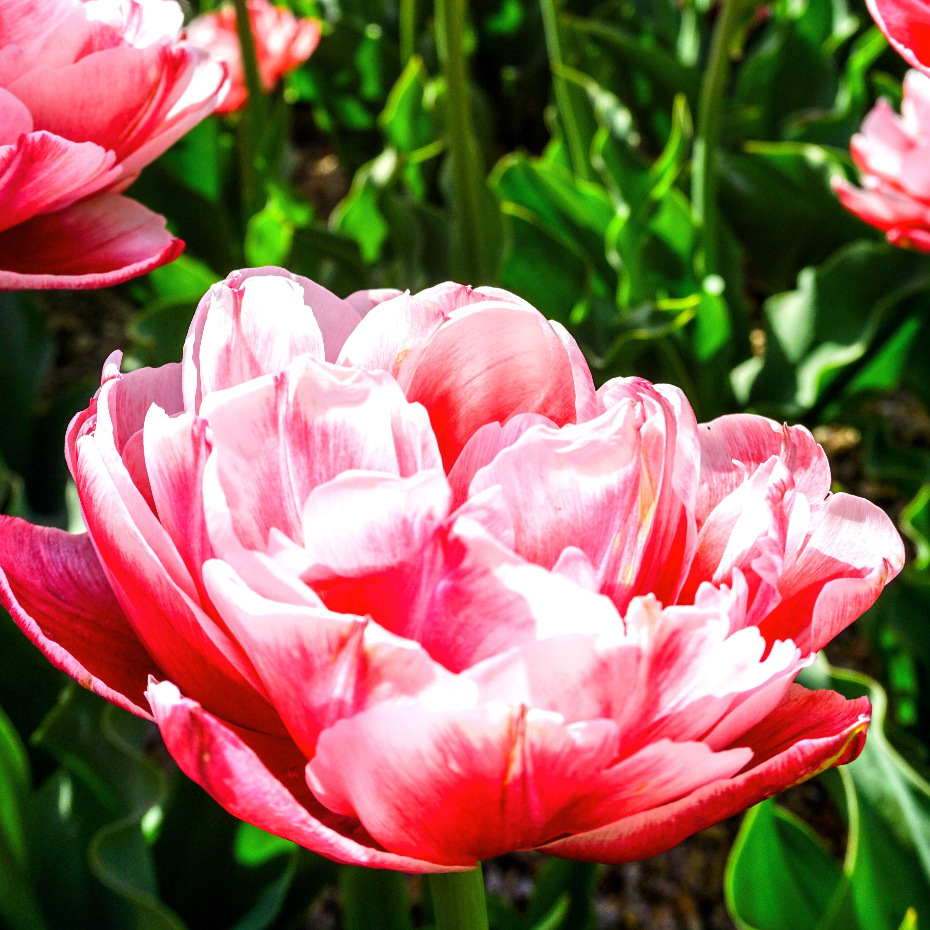Tulip - Foxtrot