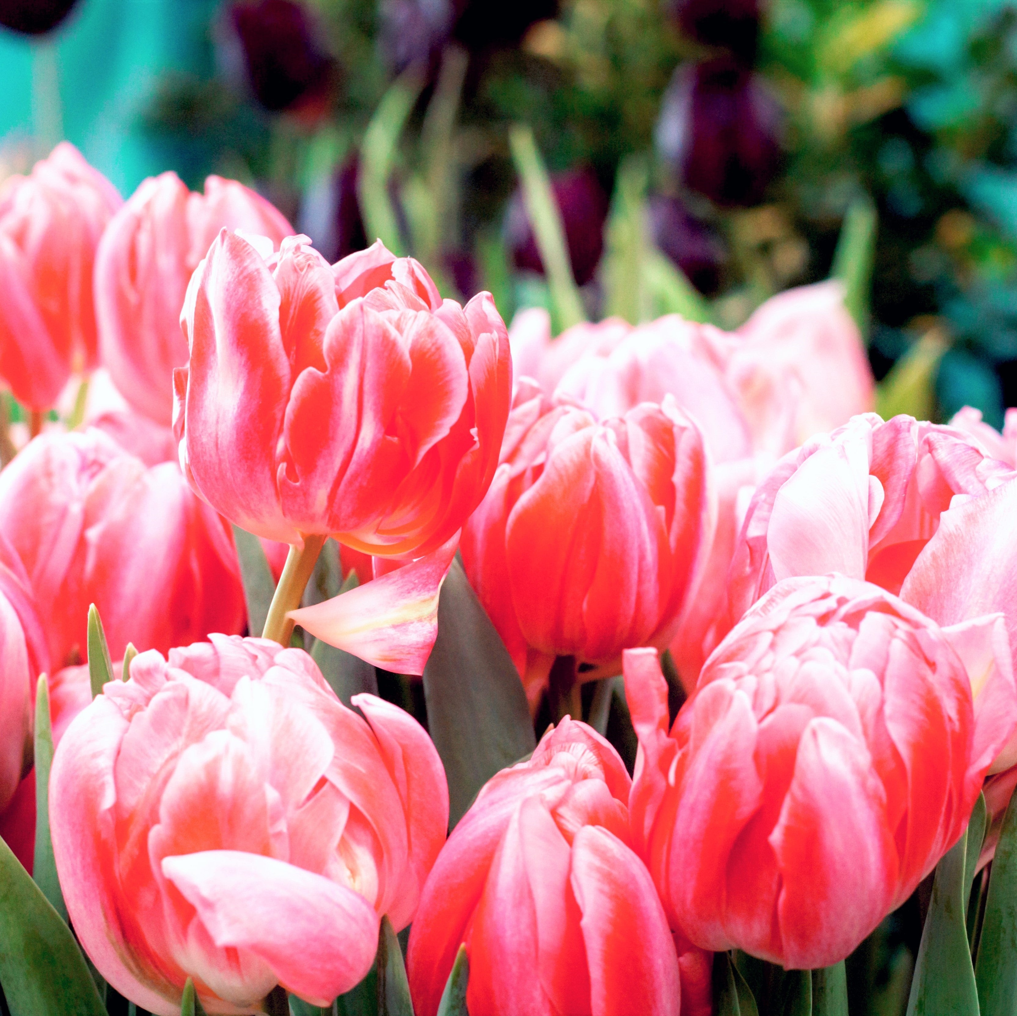 Tulip - Foxtrot