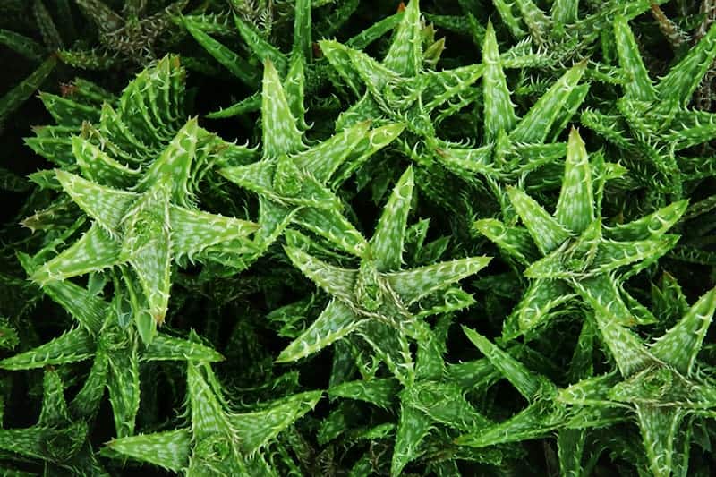 Aloe Vera Benefits: The Ultimate Guide to Unlocking the Power of this Miracle Plant