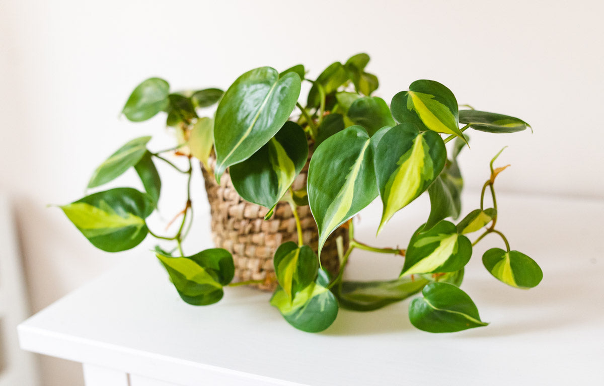 Caring for Your Philodendron Brasil: A Comprehensive Guide
