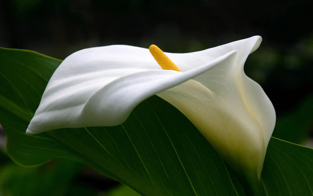 Peace Lily Care: A Comprehensive Guide on how to care for peace lily