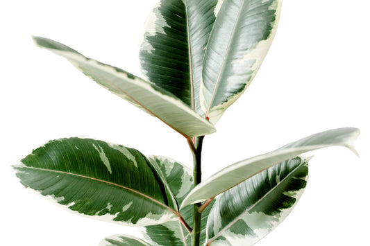 Caring for Your Ficus Elastica Tineke - The Rubber Tree