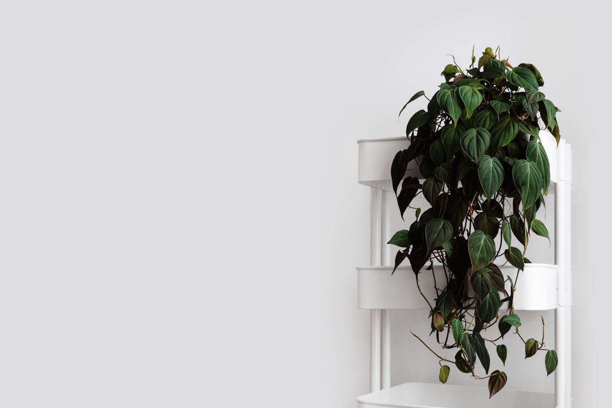 How to Care for a Velvet Philodendron