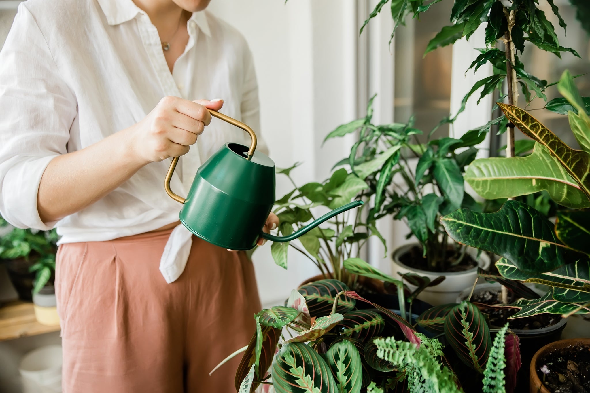 Tips, Tricks and guidelines for taking care of houseplants