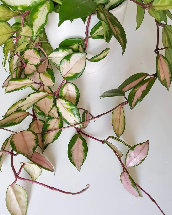 Hoya Carnosa Tricolor Care Guide