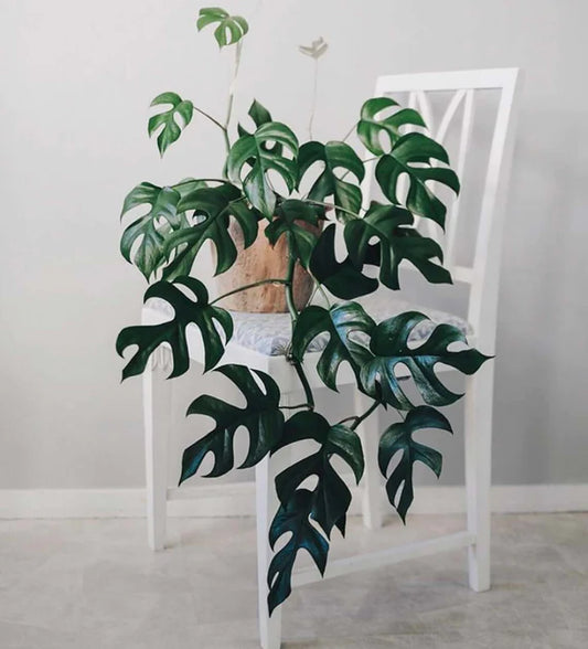 Mini Monstera - Rhaphidophora Tetrasperma Care Guide