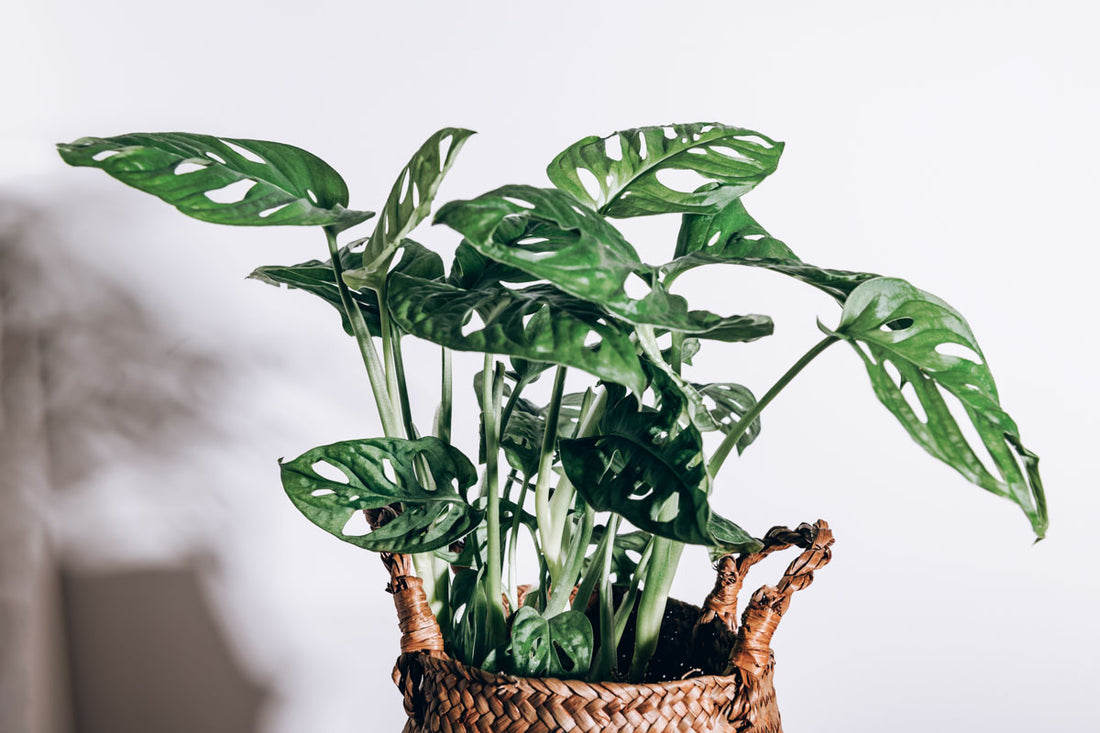 Monstera Adansonii - Swiss Cheese Plant: The Ultimate Guide for Care and Cultivation