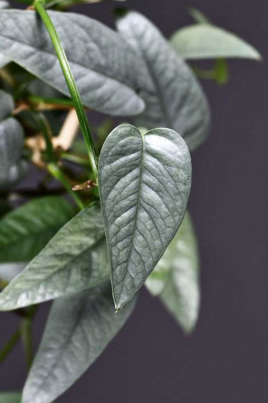 Pothos Cebu Blue Care: A Comprehensive Guide