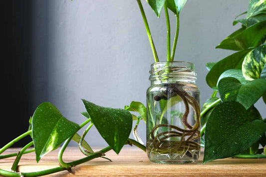 Propagating a Pothos Plant: Avoiding Common Mistakes and Increasing your chances of success