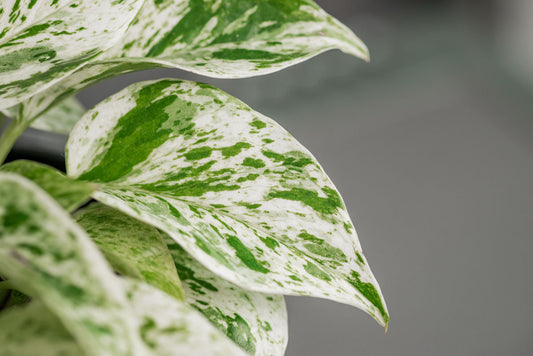 The Ultimate Guide to Growing Snow Queen Pothos