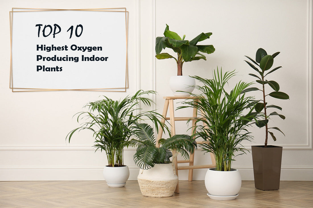 Top 10 Highest Oxygen Producing Indoor Plants