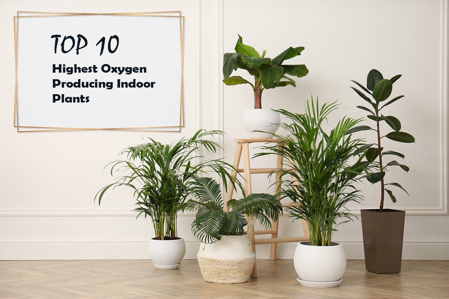 Top 10 Highest Oxygen Producing Indoor Plants