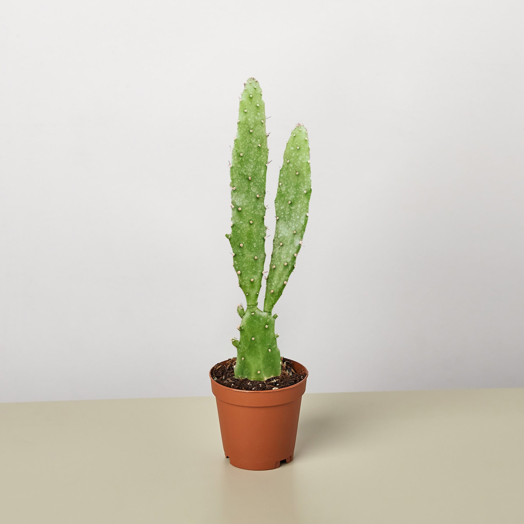 Cacti & Succulents