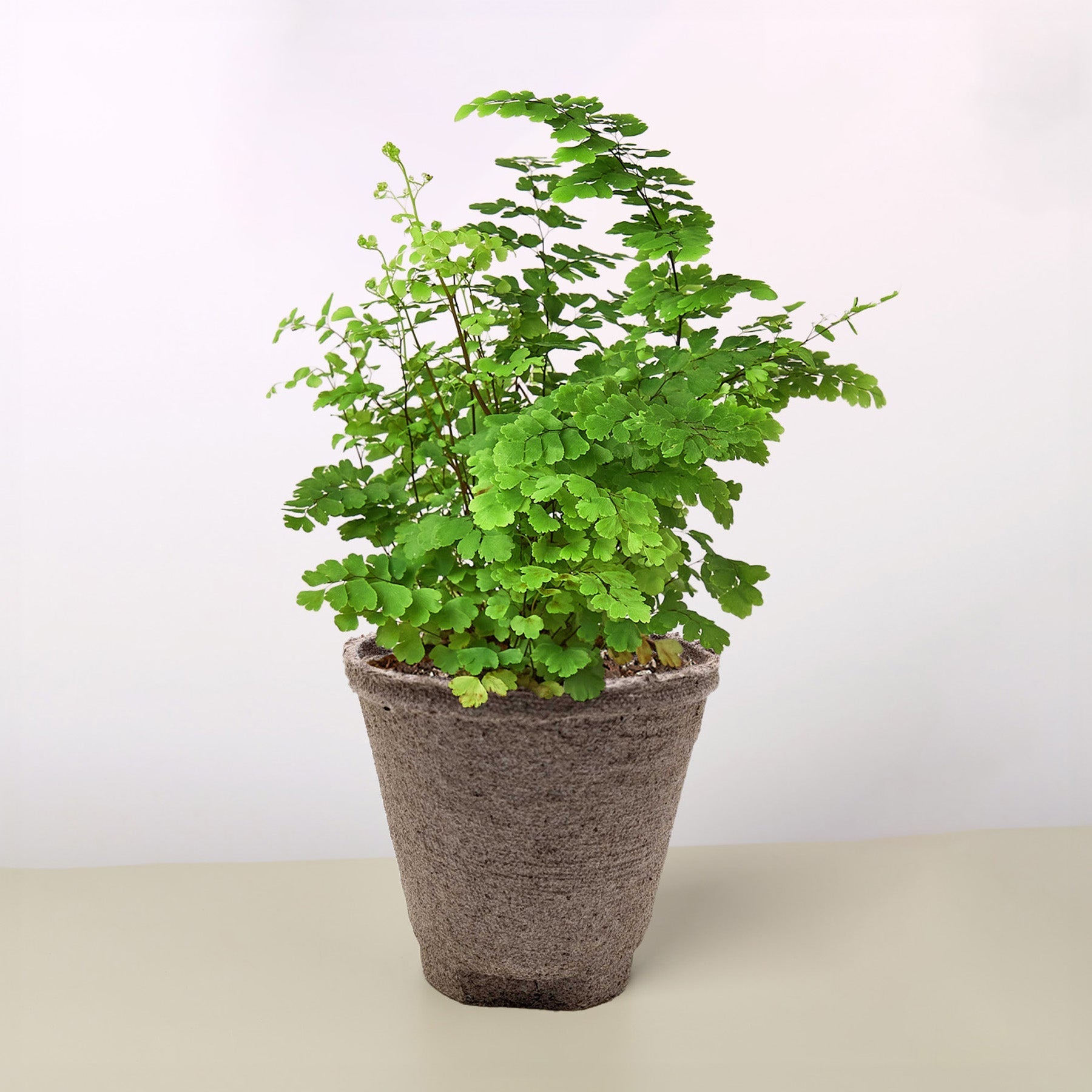 Ferns