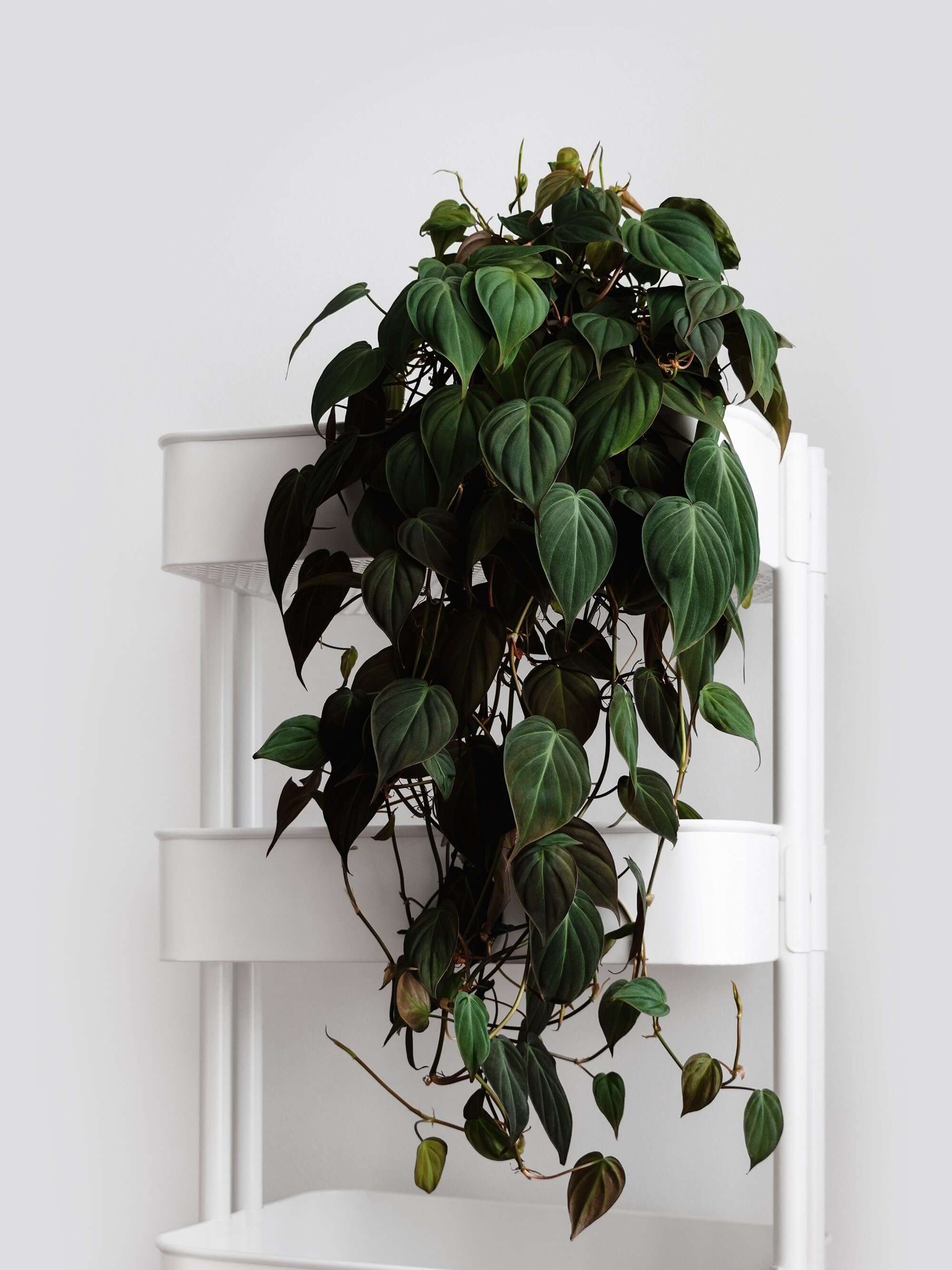 Vining & Trailing Plants