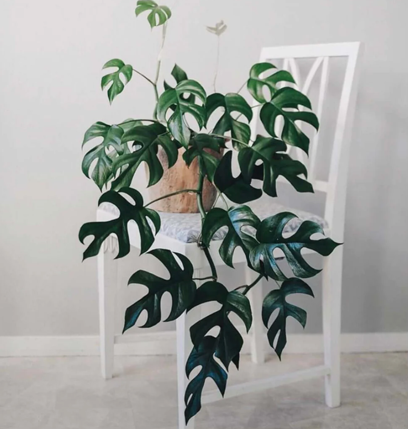 Shop All Plants