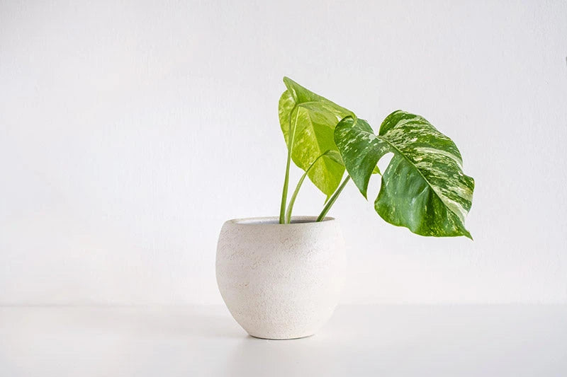 House Plants