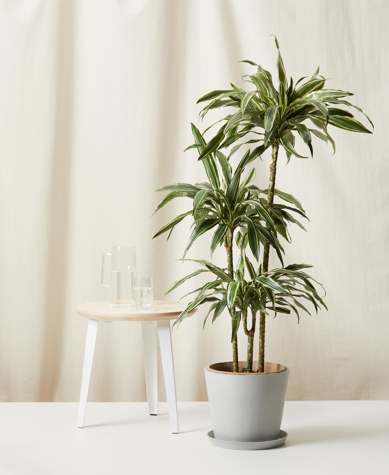 Easy Care Plants