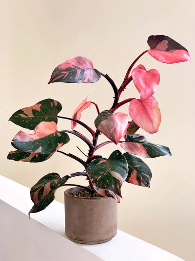 Collector Plants