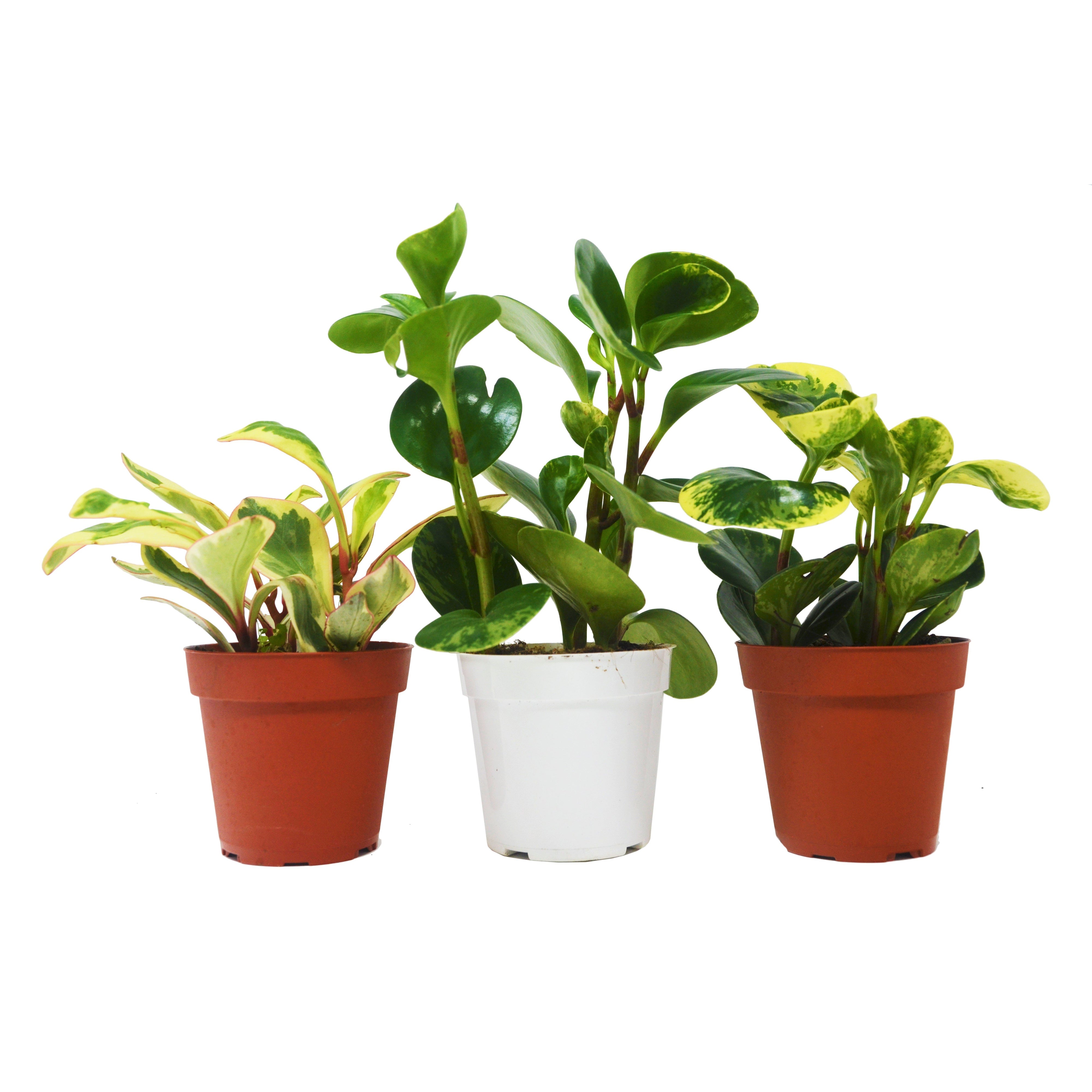 3 Different Peperomia Plants in 4" Pots - Baby Rubber Plants