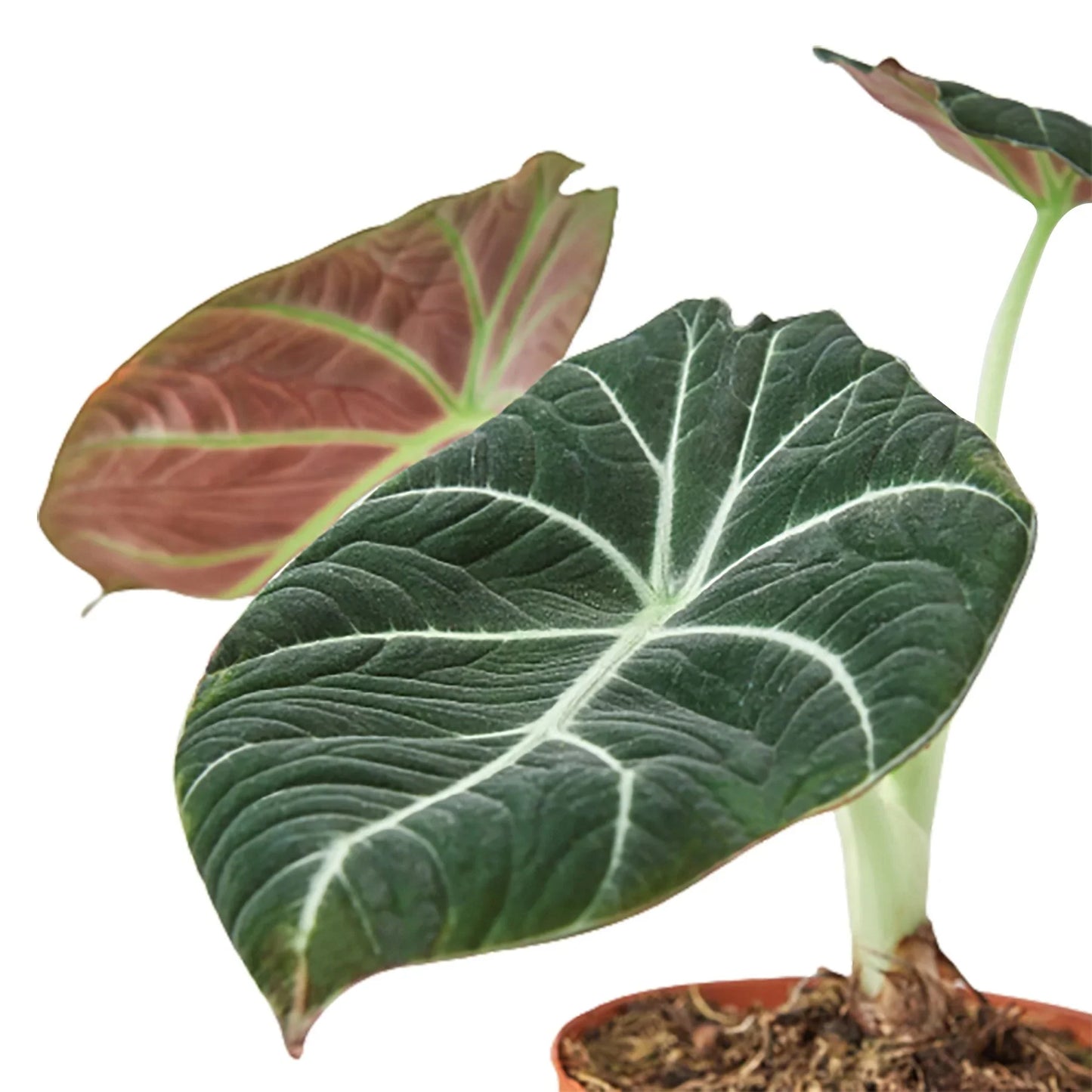 Alocasia Black Velvet - Alocasia Reginula Black Velvet