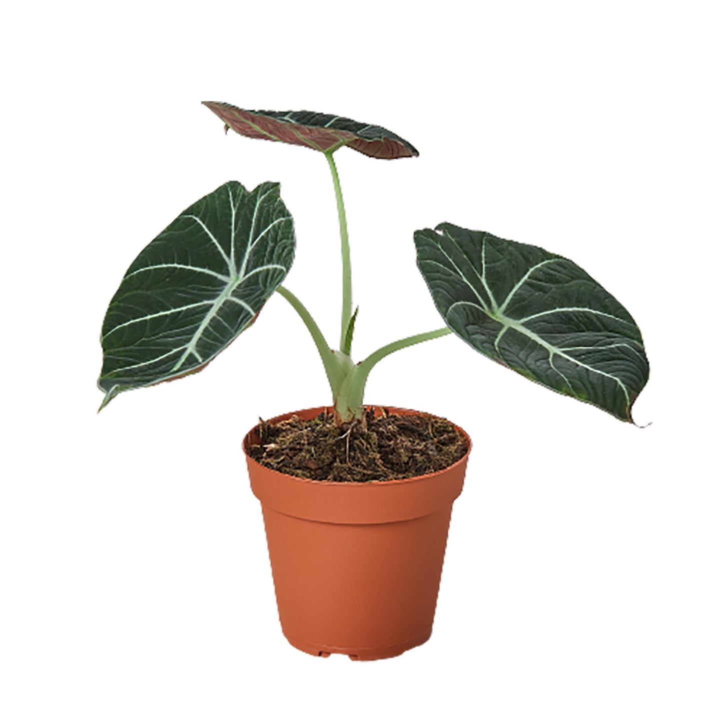 Alocasia Black Velvet - Alocasia Reginula Black Velvet