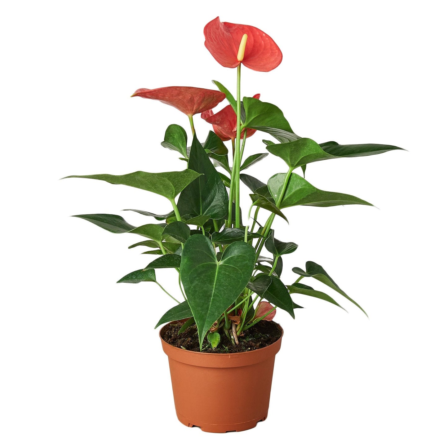 Pink Anthurium Andraeanum