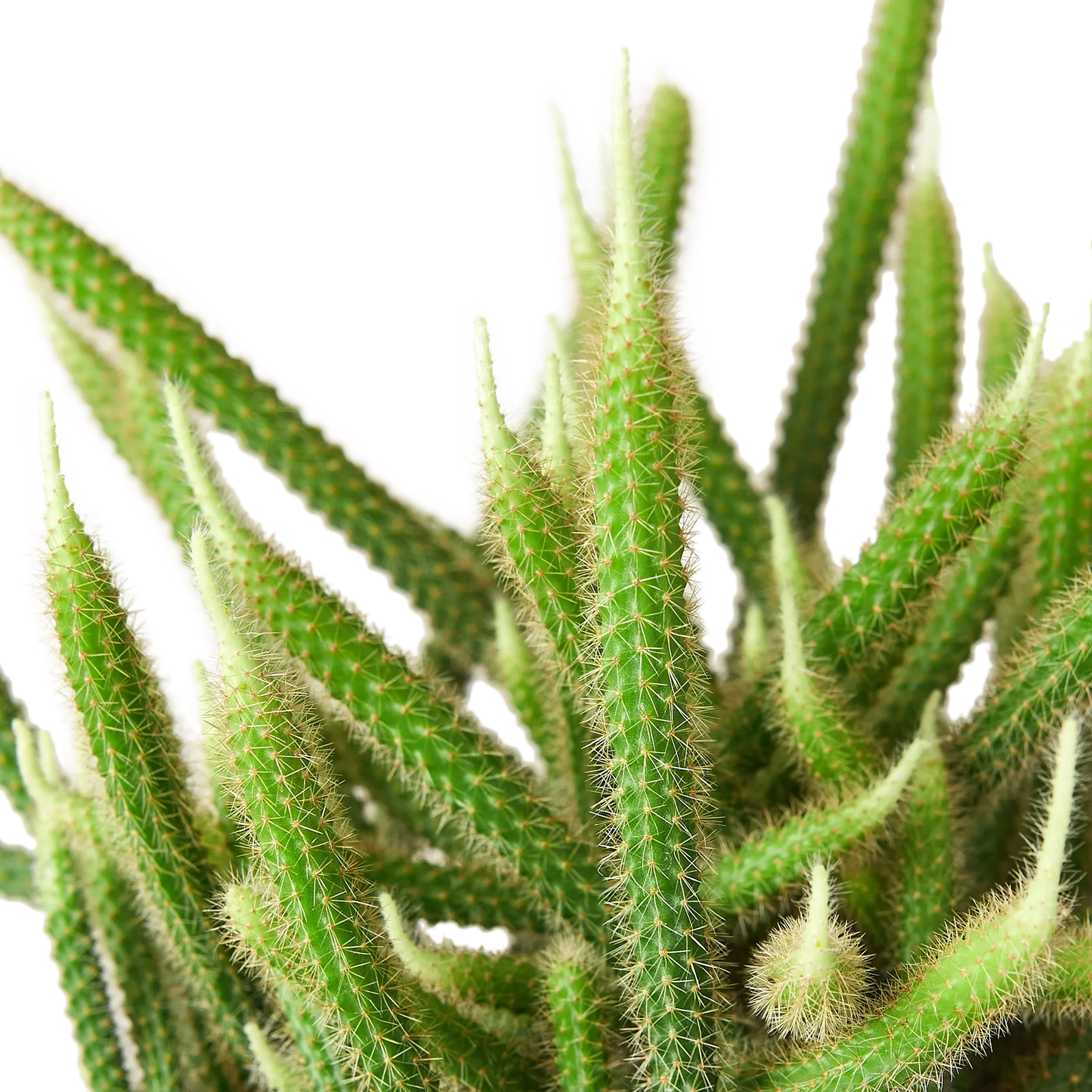 Rat Tail Cactus