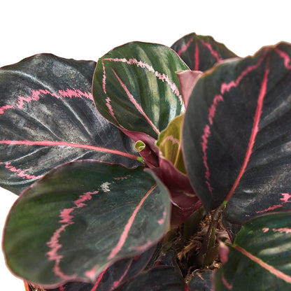 Calathea Dottie Roseopicta | Exotic Houseplant